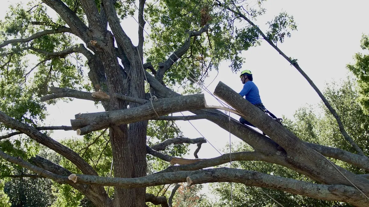 Professional Crown Thinning performed by certified arborists in Wakonda